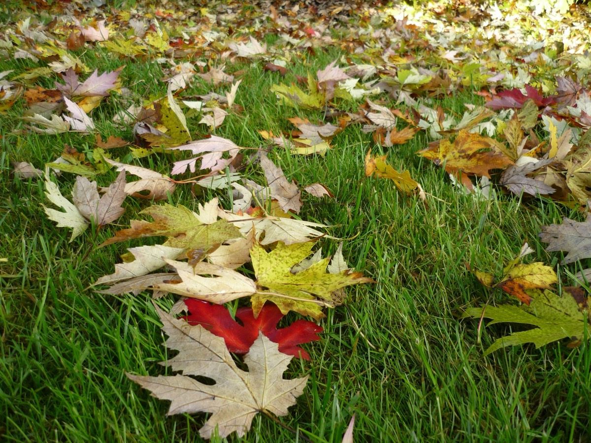 Buntes Herbstlaub auf der Wiese